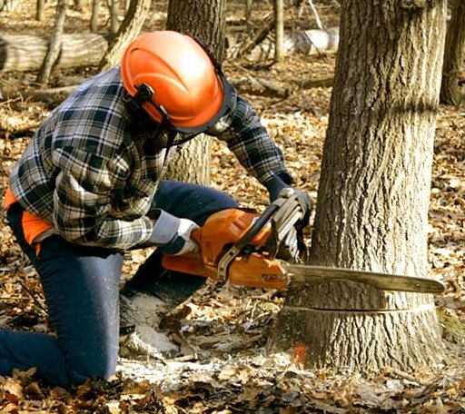 Tree Removal in Albany, OK